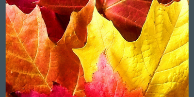 A close up of maple leaves in red, orange, and yellow